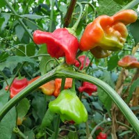 Nepalese_Bell_Chili_Samen_1.jpg Nepalese_Bell_Chili_Samen_1.jpg