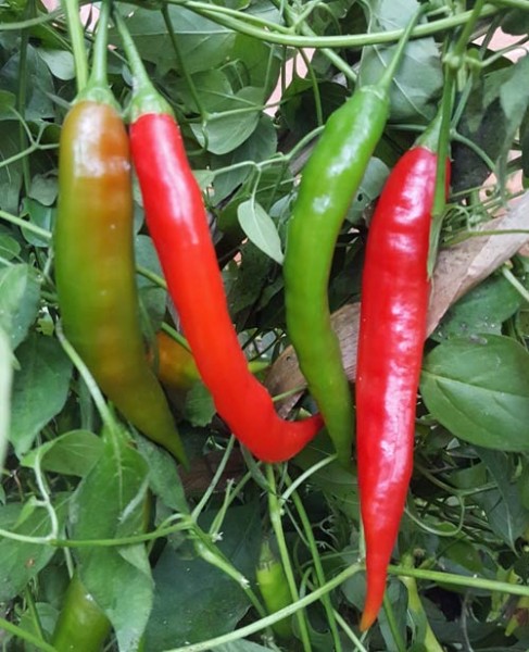 Aji_Colorado_Chili_Samen_1.jpg