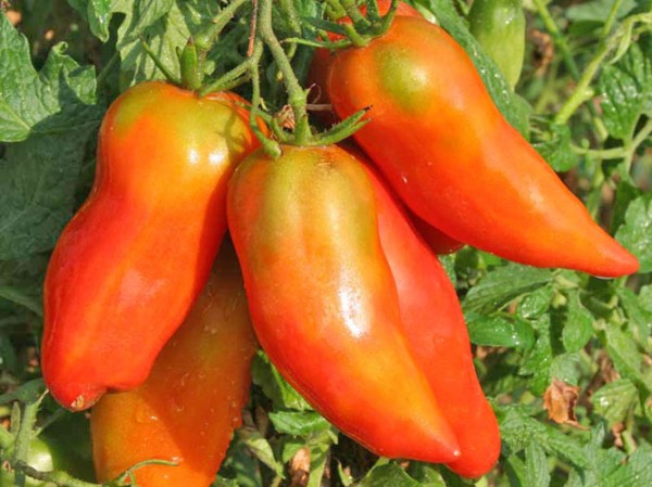 San Marzano Sactalone Tomato Seeds