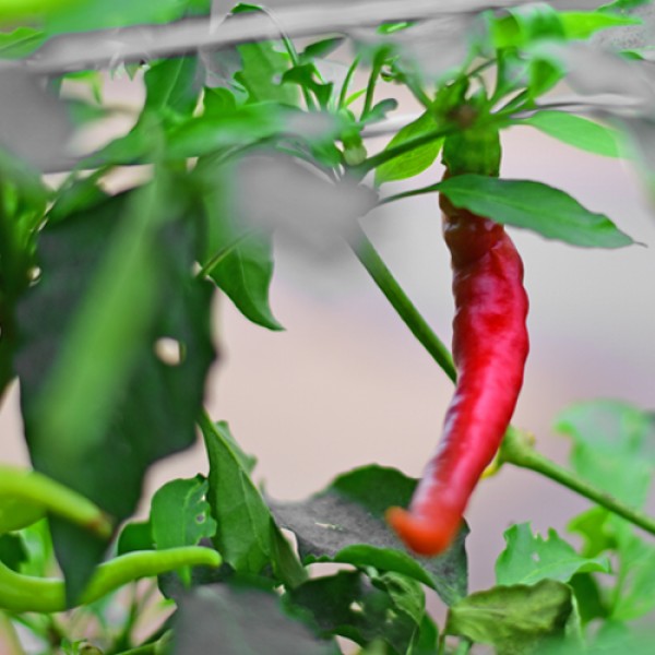 Organic Aci Sivri Chili Seeds 1000 Stk.