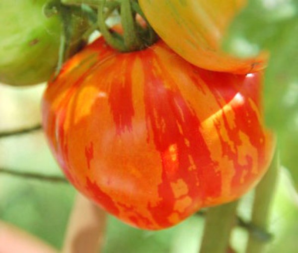 Striped Stuffer Tomato Seeds