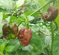 Apocalypse_Chocolate_Chili_Samen_1.jpg Apocalypse_Chocolate_Chili_Samen_1.jpg