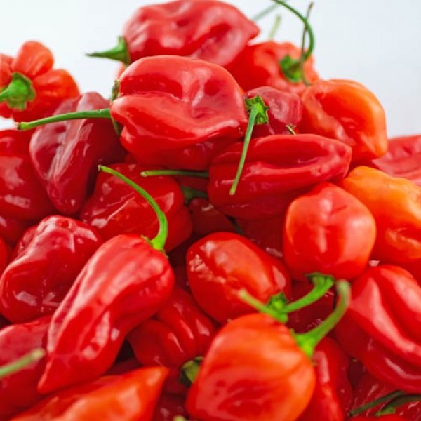 Fresh Red Habanero Chillies 1000g