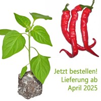 BIO_Cow_Horn_Chili-Pflanze_01.jpg BIO_Cow_Horn_Chili-Pflanze_01.jpg