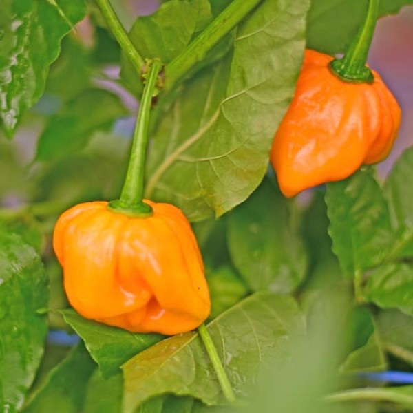 Habanero_Tenziha_Yellow_Chili_Samen_1.jpg