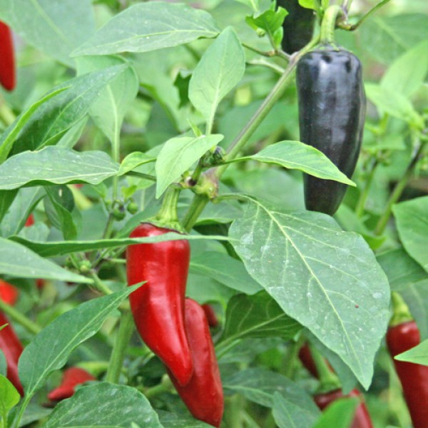 Serrano Purple Chili Seeds