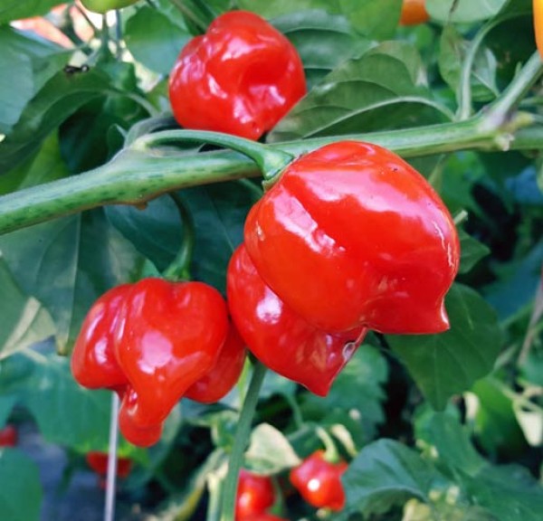 Organic Habanero Red Savina Chili Seeds 1000 Stk.