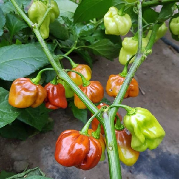 Habanero Cappuccino Chili Seeds