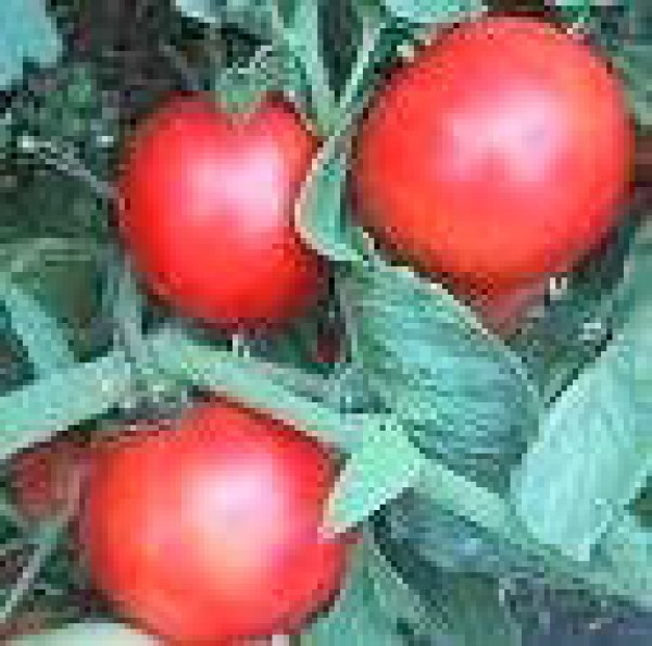 Creole Tomato Seeds