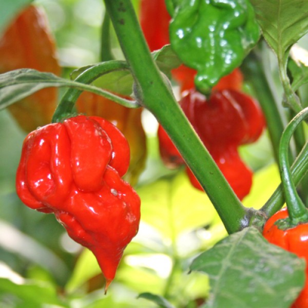 Butch T Trinidad Scorpion Chili Seeds