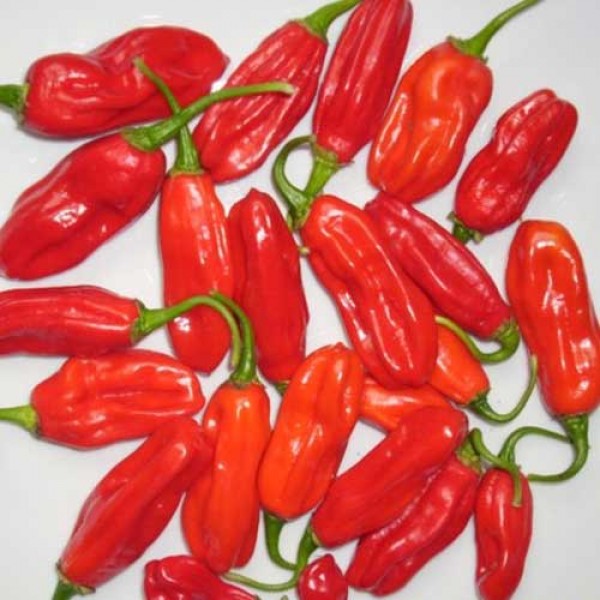 Aji_Dulce_Long_Chili_Samen_1.jpg