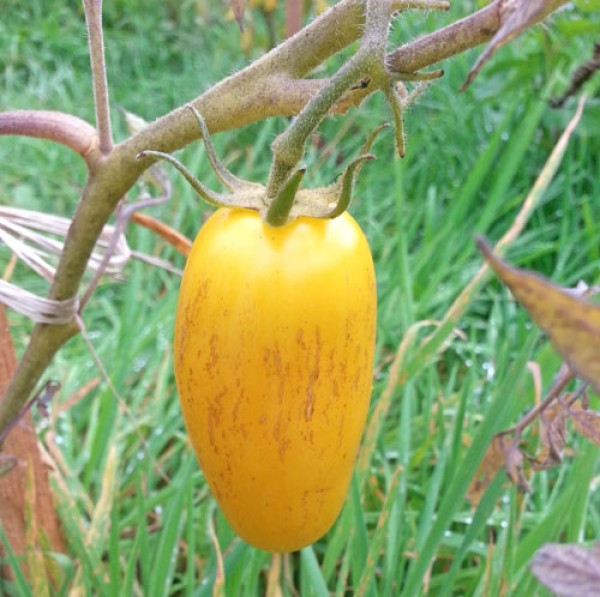 Order Banana Legs tomato seeds online