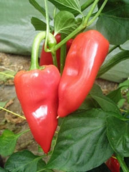 Pimiento Del Piquillo Chili Seeds