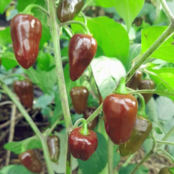 Brown Egg Chili Seeds