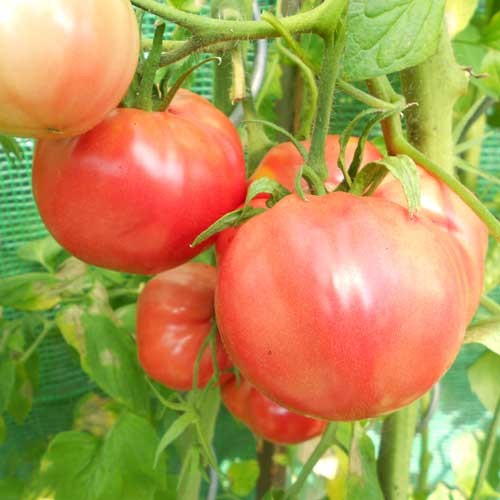 Olena Ukrainian Tomato Seeds