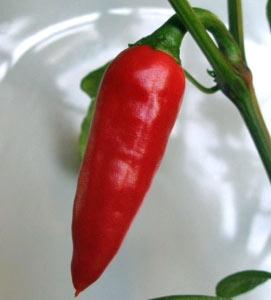 100 semences Liveseeds-kashmiri chilli 