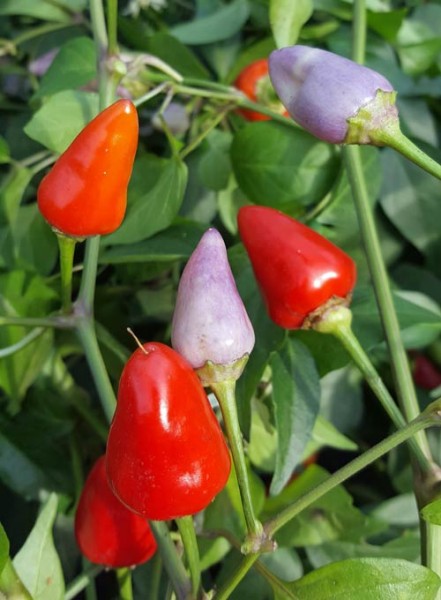 Aji de Jardin Chili Seeds