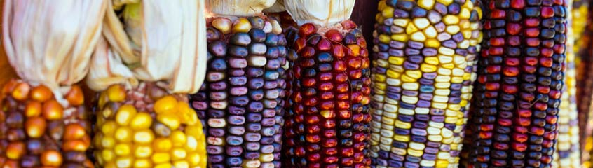 Corn & Cereals