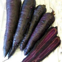 Karotte_Purple_Sun_Samen_1.jpg Karotte_Purple_Sun_Samen_1.jpg