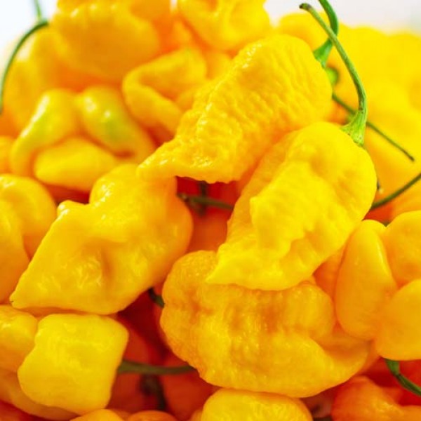 BIO_Carolina_Reaper_Yellow_frisch_100g_01.jpg