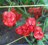 7_Pot_Jonah_Chili_Samen_1.jpg 7_Pot_Jonah_Chili_Samen_1.jpg