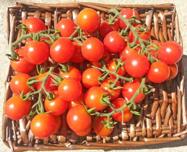 Ciliegia_Incan_Tomaten_Samen_B_Ware_1.jpg