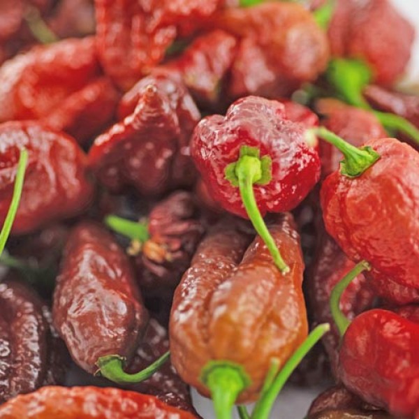 BIO_Bhut_Jolokia_Chocolate_frisch_500g_01.jpg