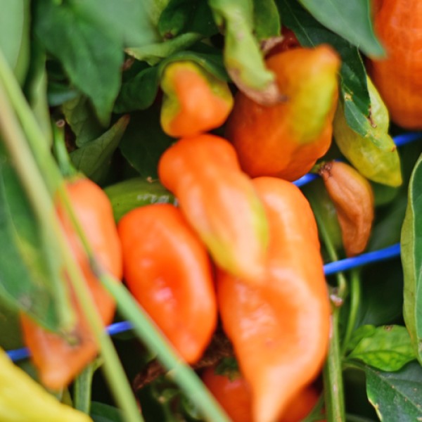 Organic Habanada Chili Seeds 1000 Stk.