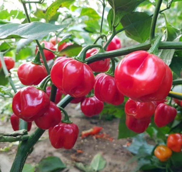 Bolivian_Red_Chili_Samen_1.jpg