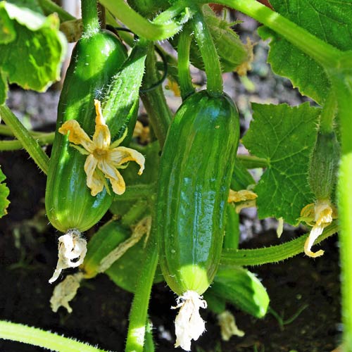Growing cucumbers and gherkins tips and tricks at beeseeds.eu