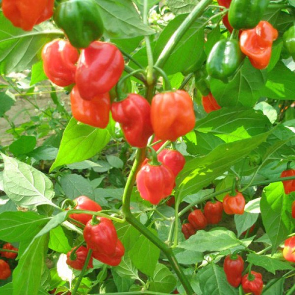 Moskon Pepper Chili Seeds