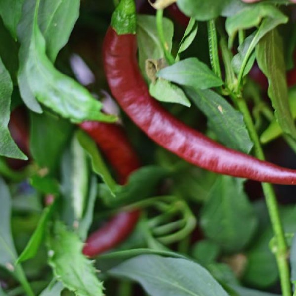 Organic Cayenne Chocolate Chili Seeds 1000 Stk.