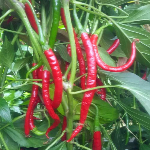 15 Seeds - Chiang Rai Vegetable Chilli Pepper 