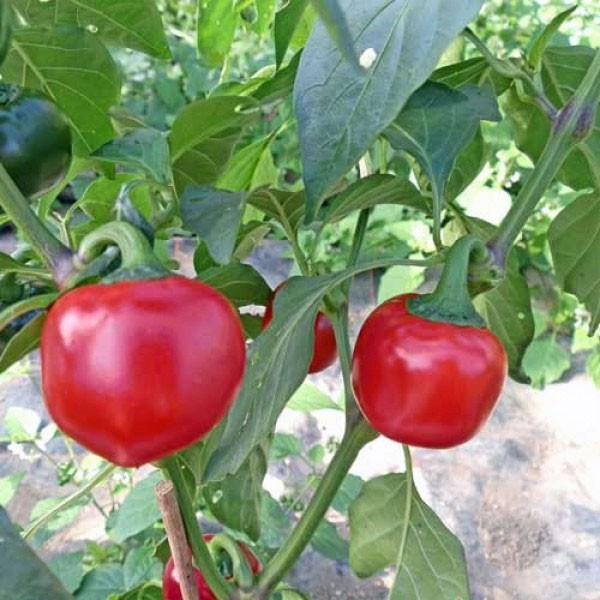 Organic Cherry Bomb Chili Plant - buy online at chili-shop24.com