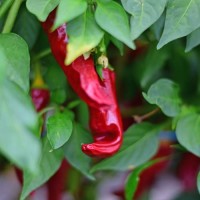 Bio_Piment_dEspelette_Chili_Samen_01.jpg Bio_Piment_dEspelette_Chili_Samen_01.jpg