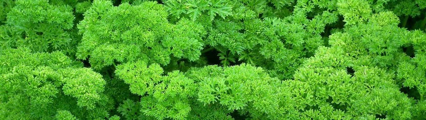 Parsley