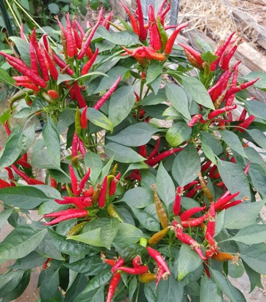 Order Takanotsume Chili Seeds online - chili-shop24.de