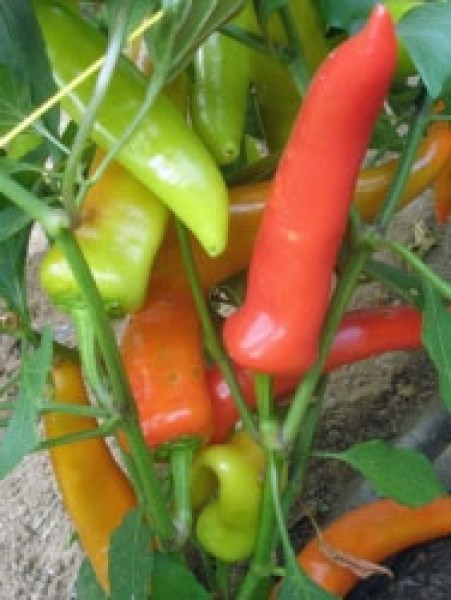 Tricolor Chili Seeds