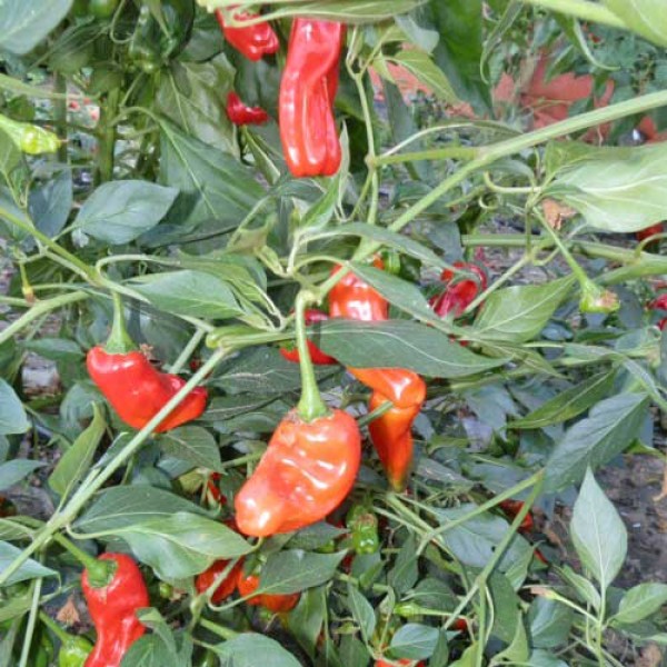 Broome Pepper Chili Seeds