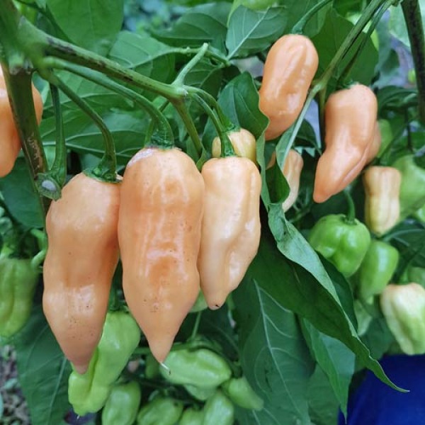 Fatalii_Peach_Chili_Samen_1.jpg