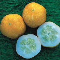 Gurke_Crystal_Lemon_Samen_1.jpg Gurke_Crystal_Lemon_Samen_1.jpg