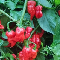 Raja_Mirch_Chili_Samen_1.jpg Raja_Mirch_Chili_Samen_1.jpg