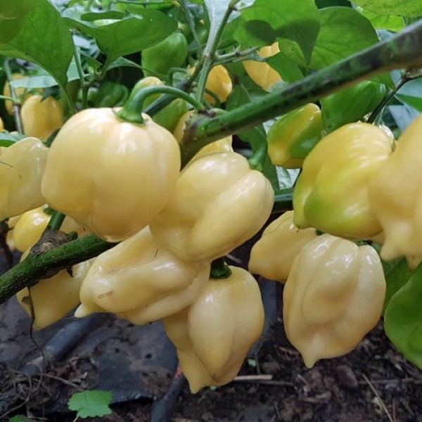 7 Pot White Chili Seeds