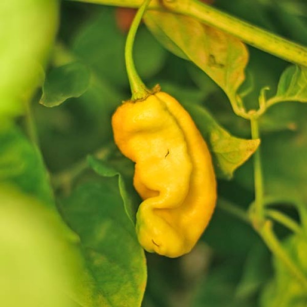 Bio_Habanero_Neon_Chili_Samen_01.jpg