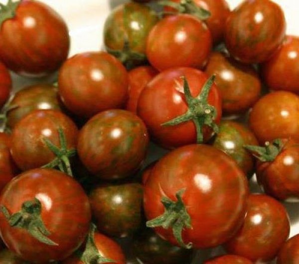 Safari_Tomaten_Samen_1.jpg