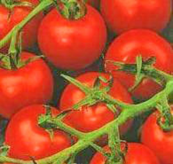De Colgar Tomato Seeds