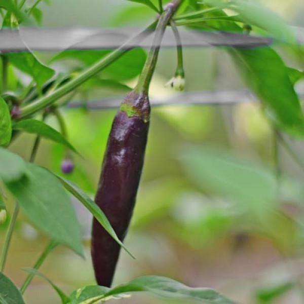 Cacho Negro Chili Seeds