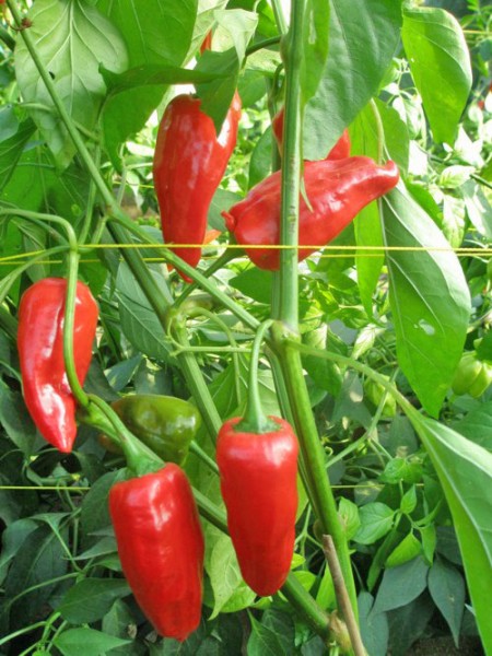 Pimenta para Mojo Chili Seeds