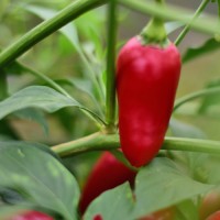 Bio_Biker_Bills_Jalapeno_Chili_Samen_01.jpg Bio_Biker_Bills_Jalapeno_Chili_Samen_01.jpg