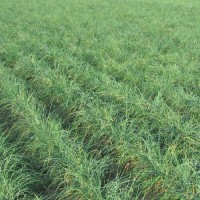 Schnittlauch_Extra_Fine_Samen_1.jpg Schnittlauch_Extra_Fine_Samen_1.jpg